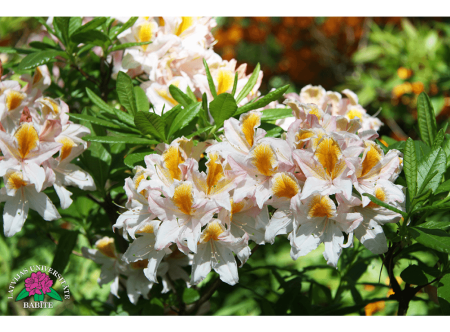 Rhododendron   'Sarma'